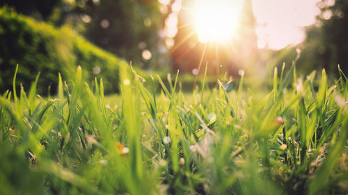 welcome spring