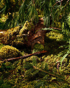Pine