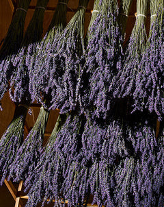 WILD LAVENDER